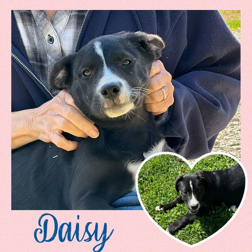 Daisy  (rt), an adoptable Black Labrador Retriever in White Bluff, TN
