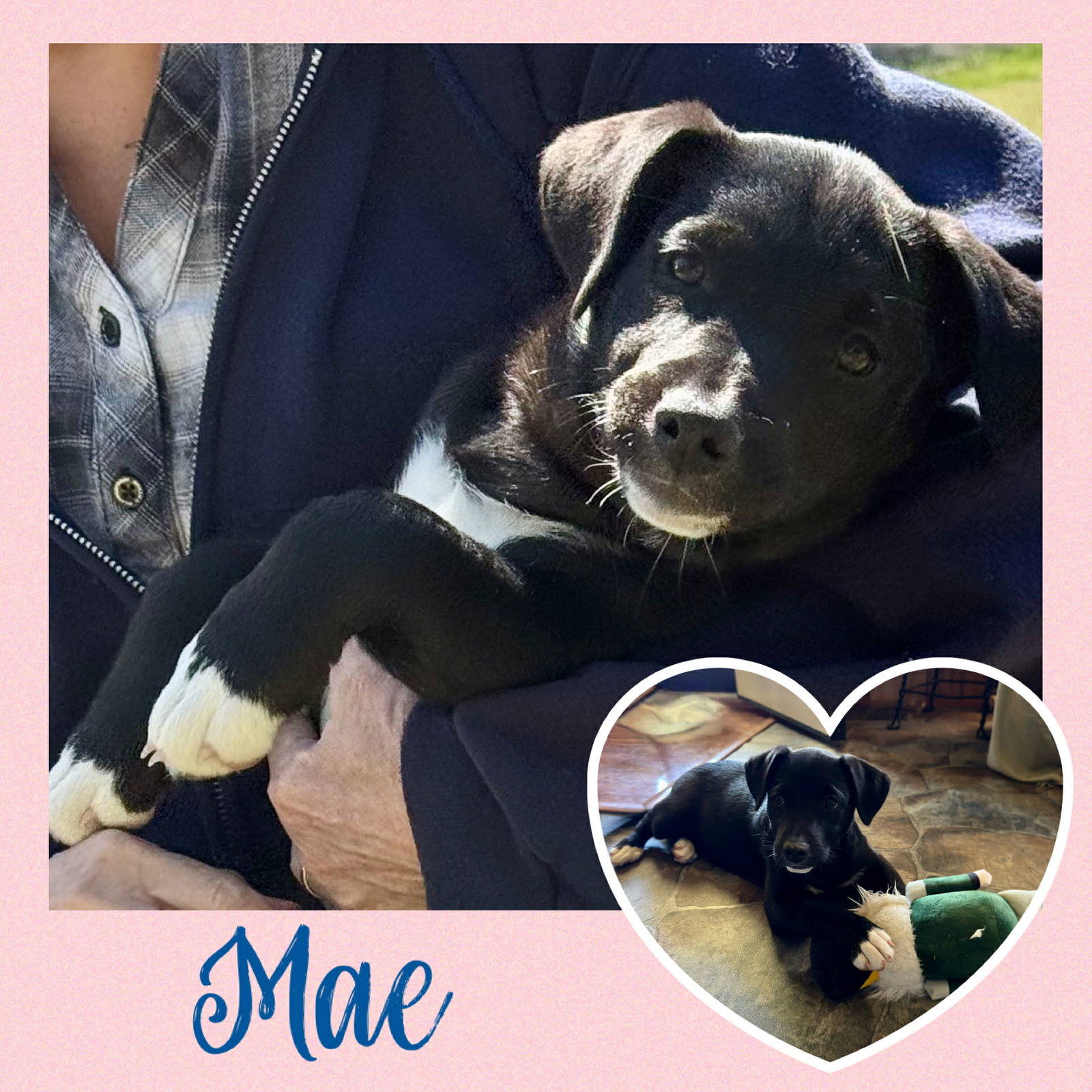 Mae  (rt)