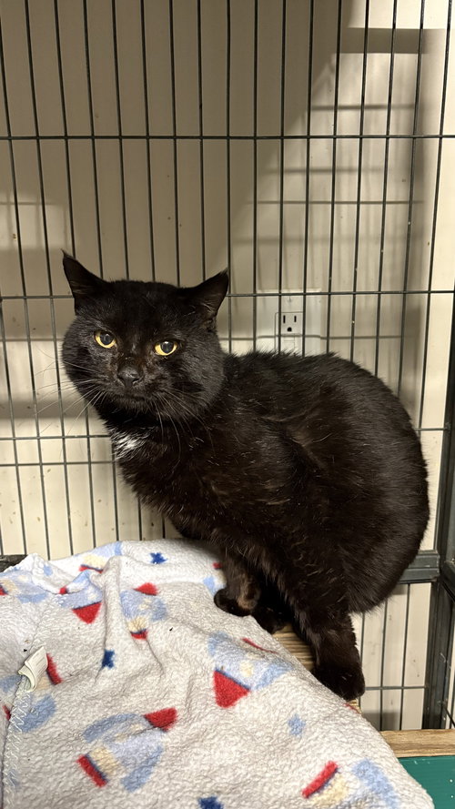 McGyver, Adult Domestic Short Hair (short coat), cat for adoption in Brentwood, Tennessee