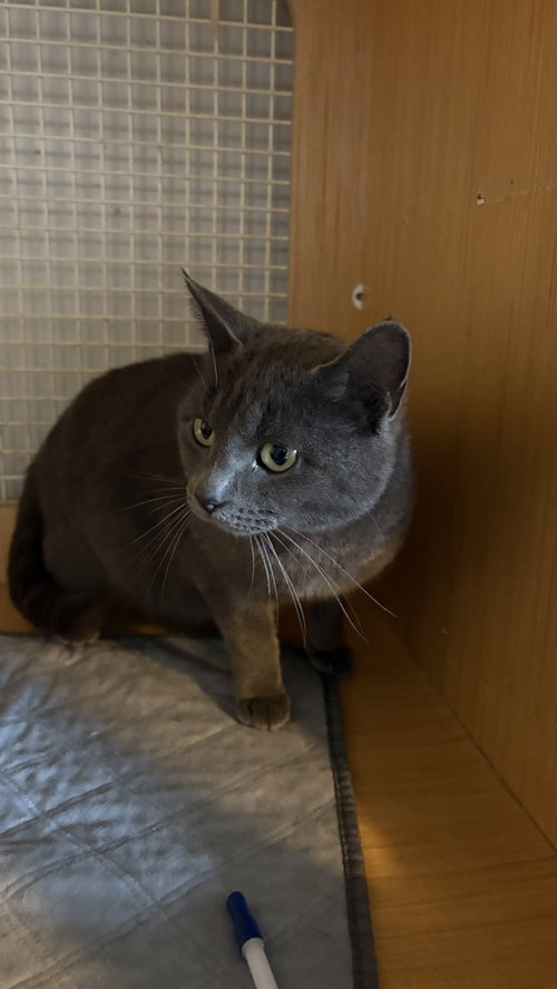 Biscuit, an adoptable Domestic Short Hair in White Bluff, TN