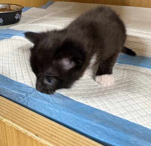 Abby, Domestic Short Hair, cat for adoption in Brentwood, Tennessee