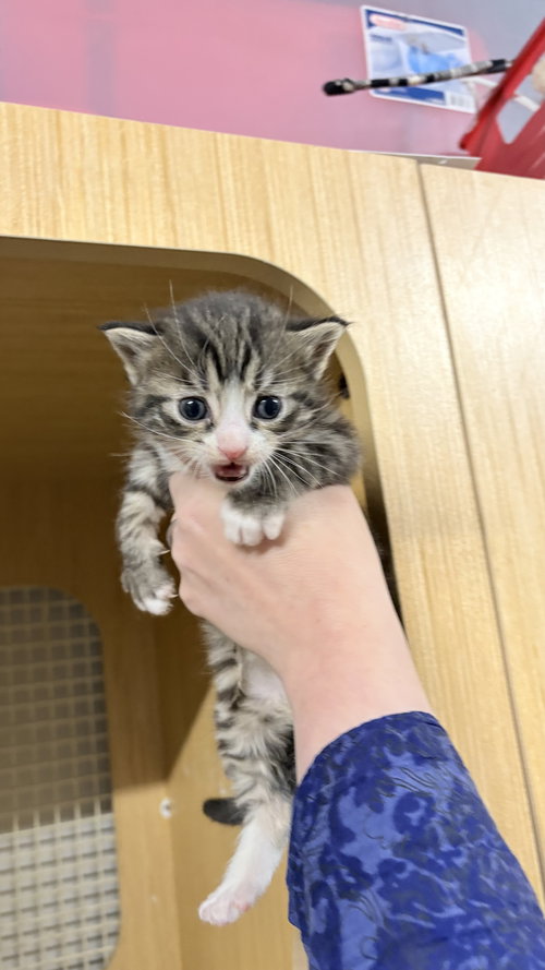 Ajax, Domestic Short Hair, cat for adoption in Brentwood, Tennessee