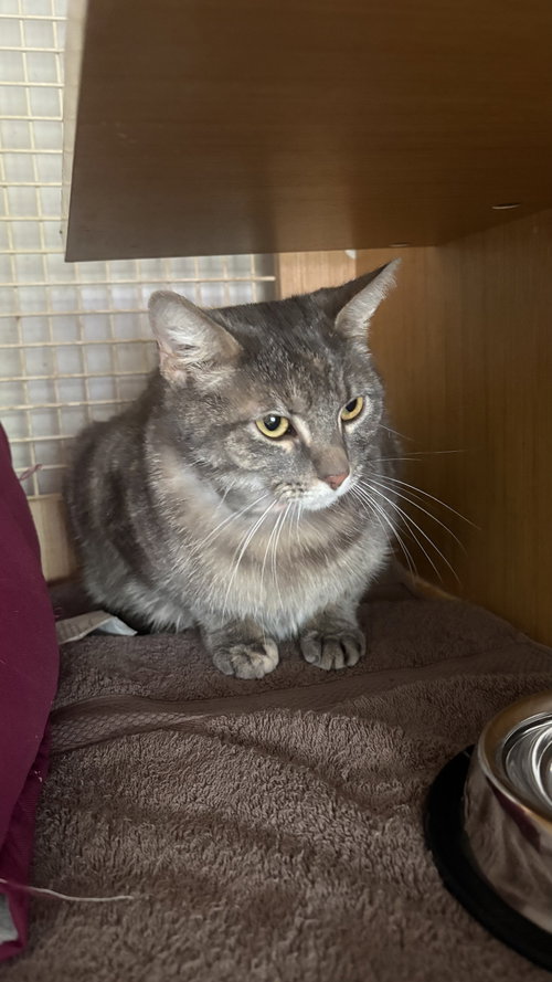 picture of the cat needing adoption