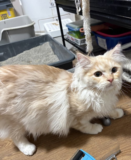 picture of the cat needing adoption