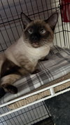 Simba - Photo 1