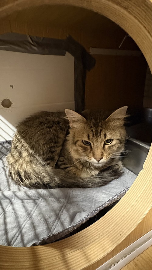 Montana, Young Domestic Medium Hair (medium coat), cat for adoption in White Bluff, Tennessee