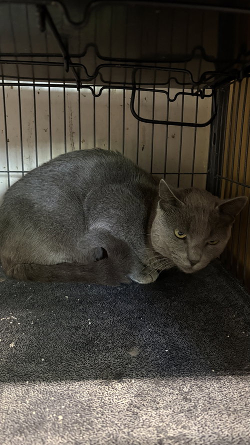 Sonny, Young Domestic Short Hair (short coat), cat for adoption in White Bluff, Tennessee