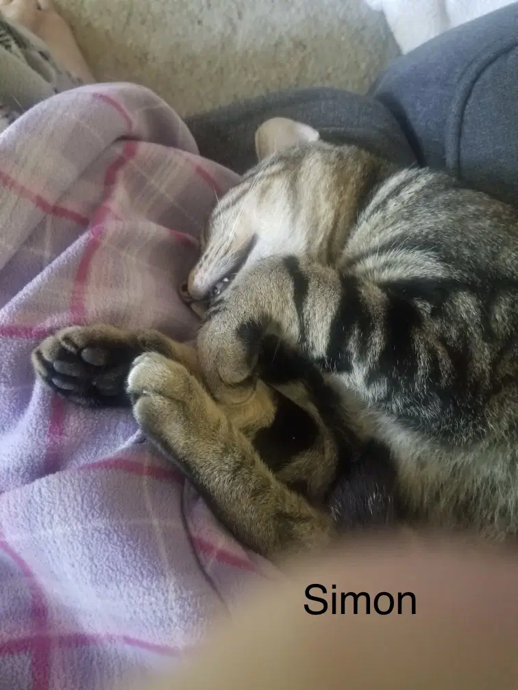 Simon - Domestic Short Hair