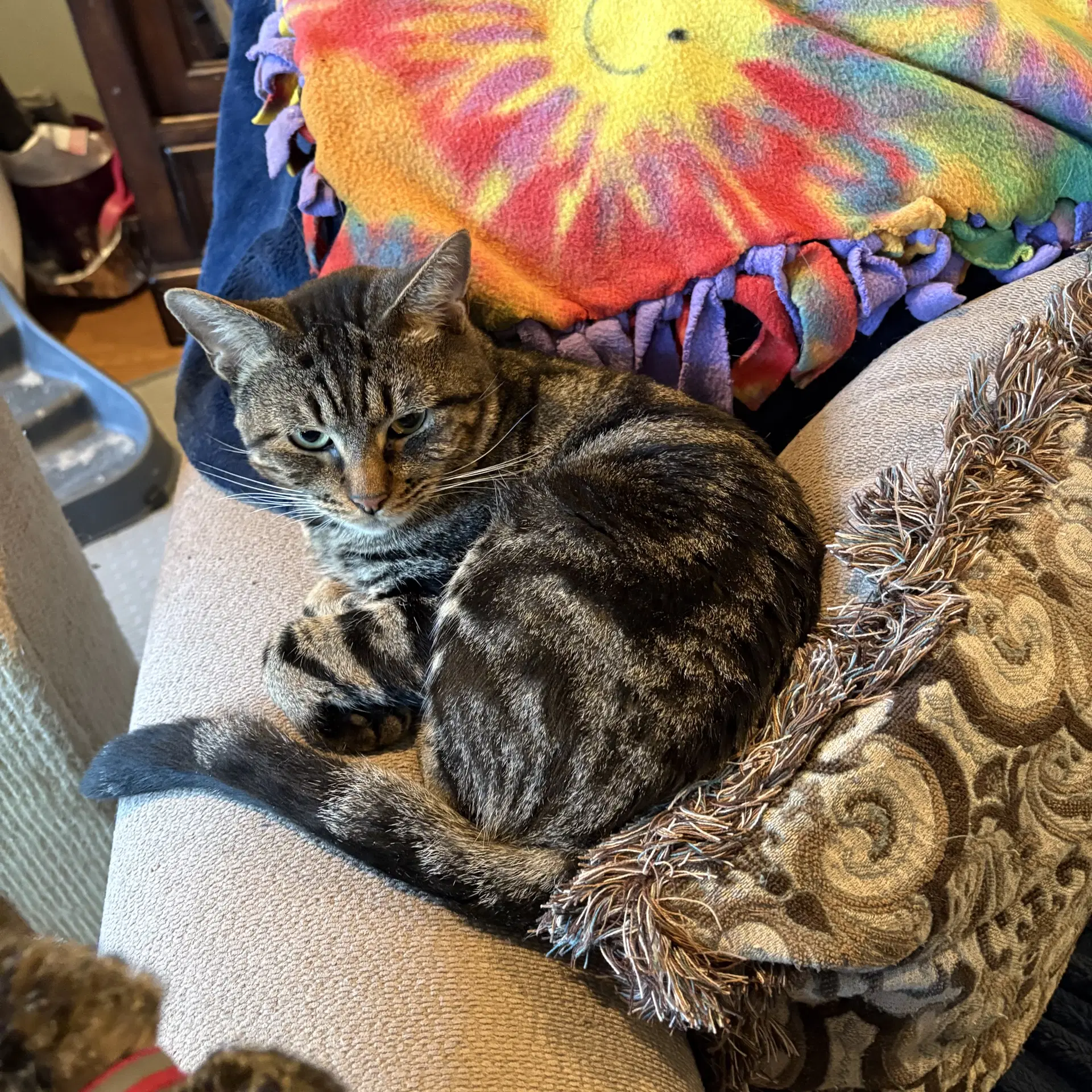 Simon - Domestic Short Hair