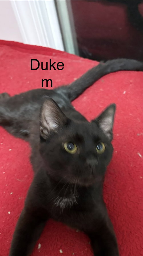Duke