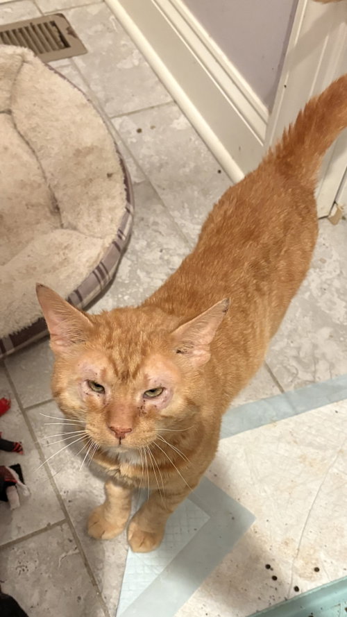 Garfield