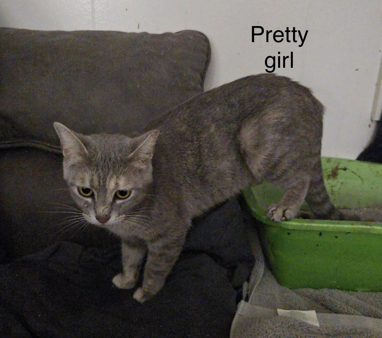 Pretty Girl