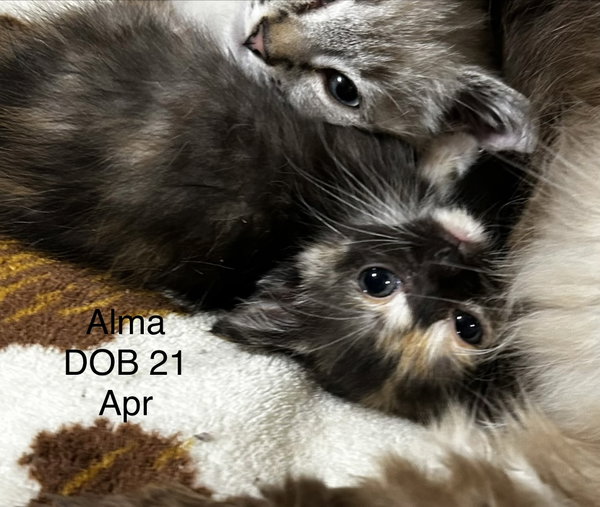 Alma  (kk/mb)