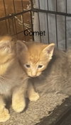 Cameron    (rt)
