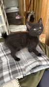 Oliver (rt)