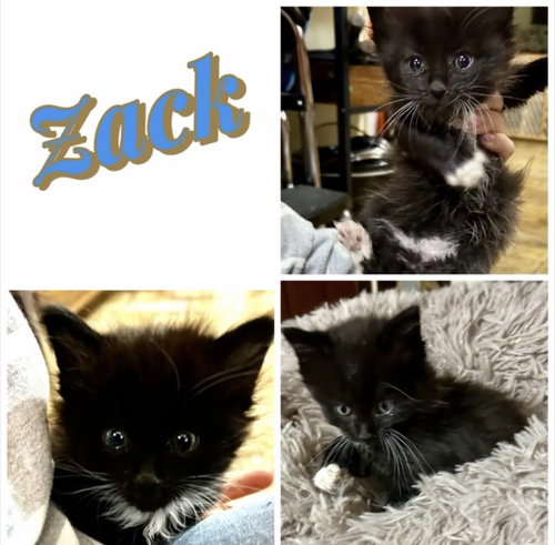Zack (kk)