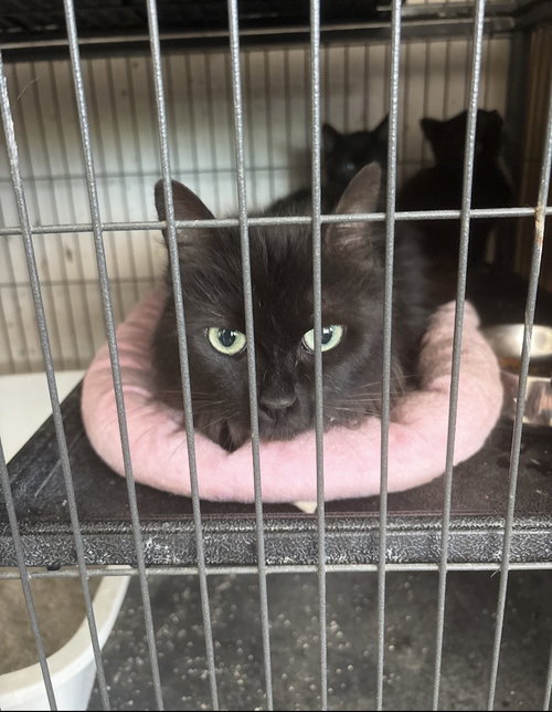 Black momma, Adult Domestic Long Hair (long coat), cat for adoption in White Bluff, Tennessee