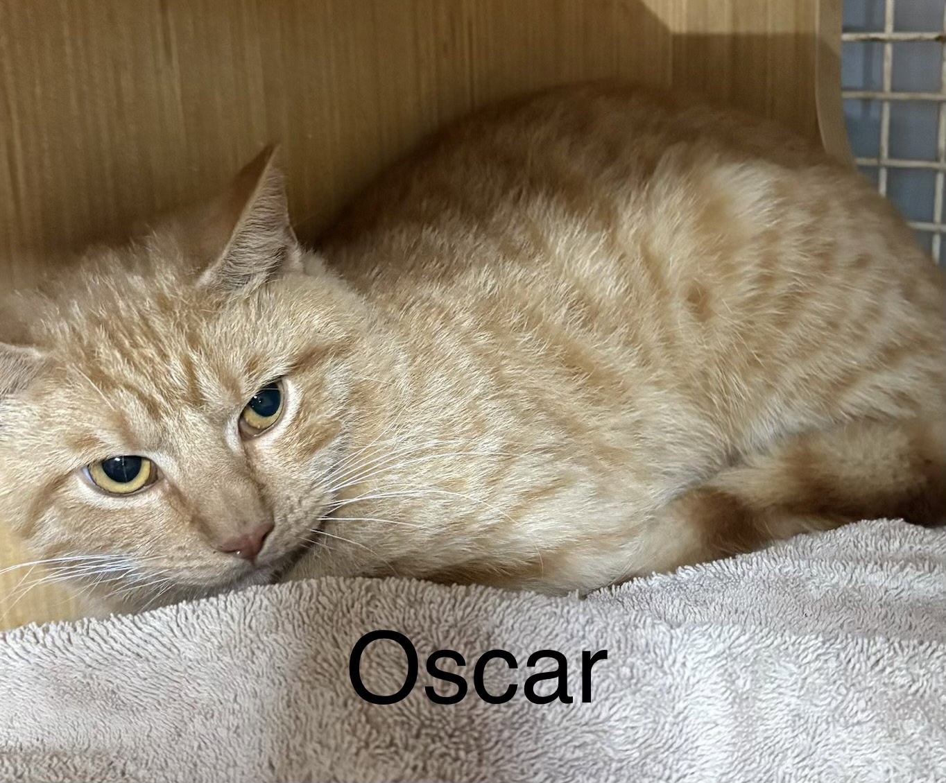 Oscar