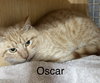 Oscar - Photo 1
