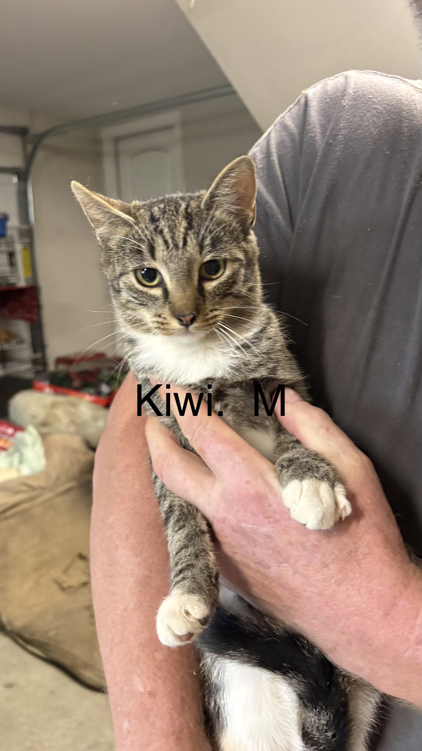 Kiwi