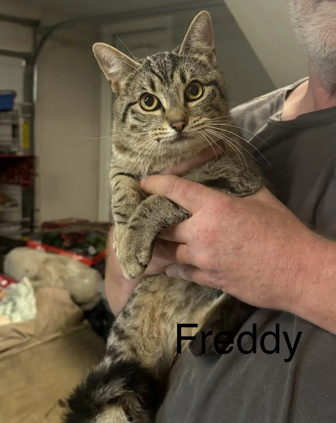 Freddy - Domestic Short Hair