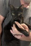 Tommy - Photo 1