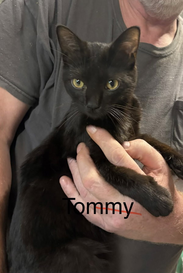 Tommy