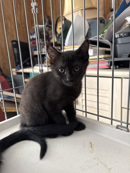 black kitty, an adoptable Domestic Medium Hair in White Bluff, TN