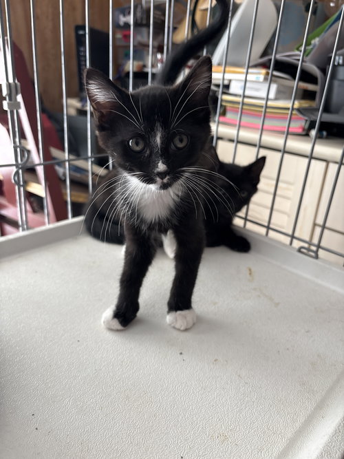 Black kitten 2, an adoptable Domestic Medium Hair in White Bluff, TN