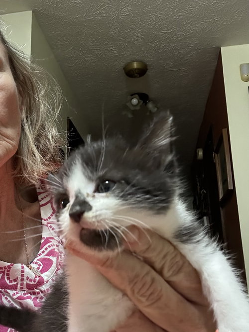 Harper, Baby Domestic Short Hair (short coat), cat for adoption in White Bluff, Tennessee