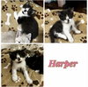 Harper (kk) - Photo 1