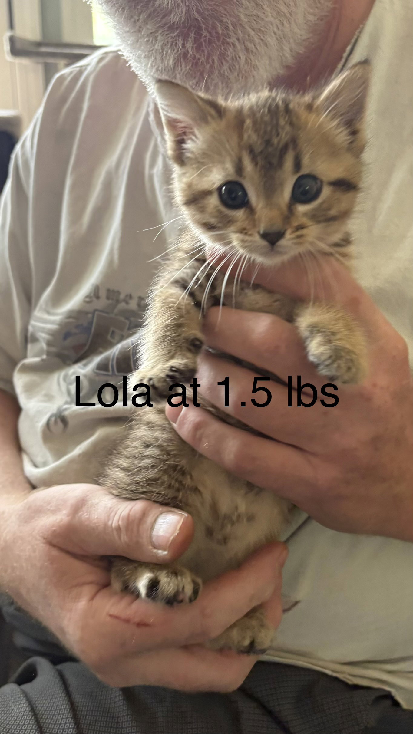 Lola