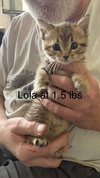Lola - Photo 1