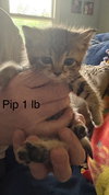 Pip - Photo 1