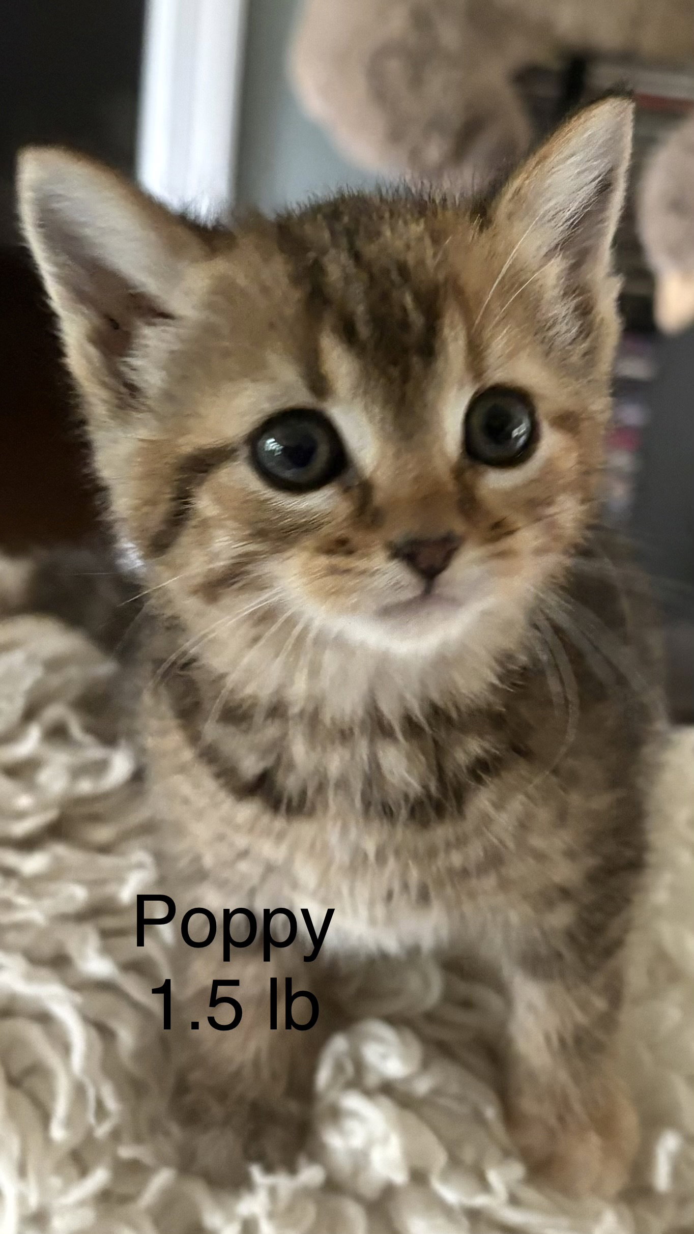 Poppy