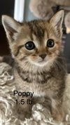 Poppy - Photo 1