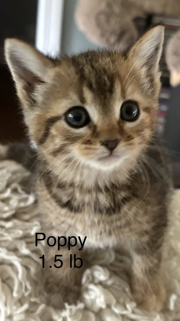 Poppy