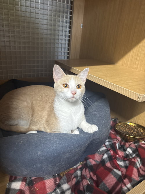 Charlotte, an adoptable Domestic Short Hair in White Bluff, TN