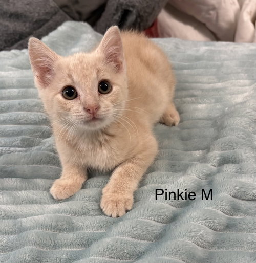 Pinky, an adoptable Domestic Short Hair in White Bluff, TN