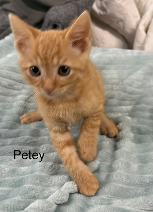 Petey, an adoptable Domestic Short Hair in White Bluff, TN