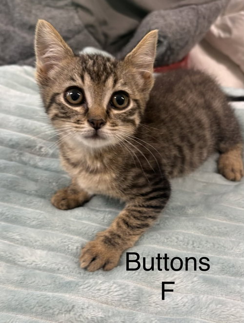 Buttons, an adoptable Domestic Short Hair in White Bluff, TN