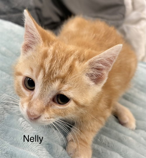 Nelly, an adoptable Domestic Short Hair in White Bluff, TN