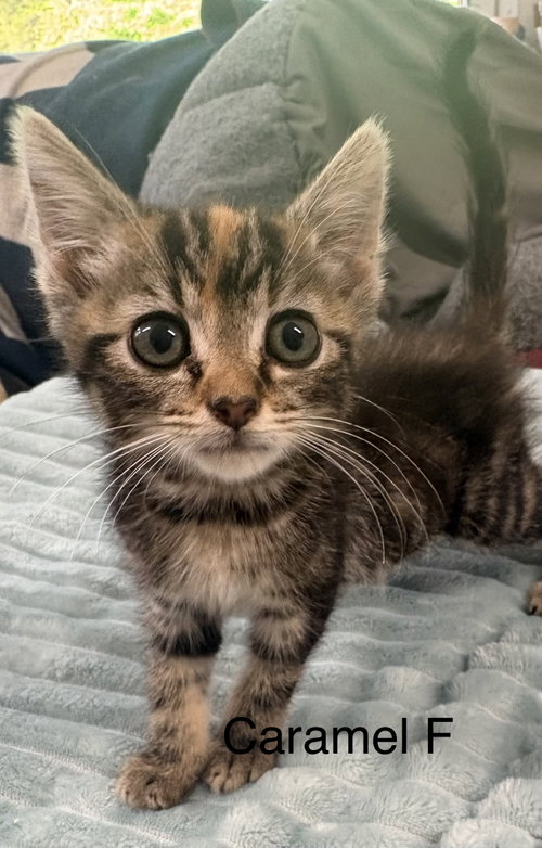 Caramel (lh), an adoptable Domestic Short Hair in White Bluff, TN