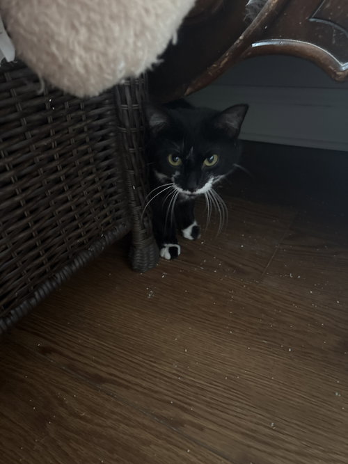 Lottie, an adoptable Domestic Short Hair in White Bluff, TN