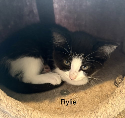 Rylie, an adoptable Domestic Short Hair in White Bluff, TN