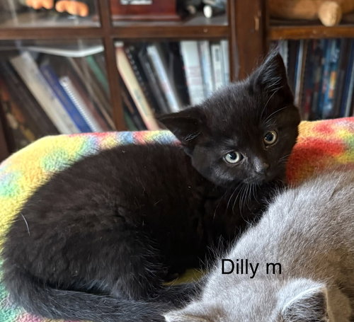 Dilly, an adoptable Domestic Short Hair in White Bluff, TN