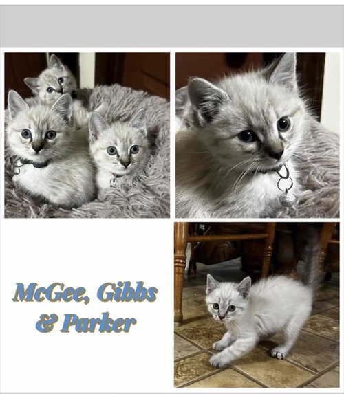 Gibbs (kk), an adoptable Siamese in White Bluff, TN