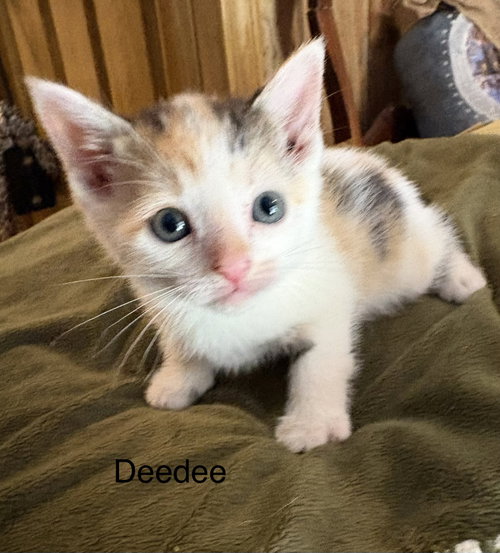 ceecee. (rt), an adoptable Domestic Short Hair in White Bluff, TN