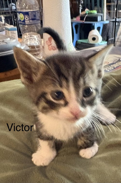 Victor    (rt), an adoptable Domestic Short Hair in White Bluff, TN