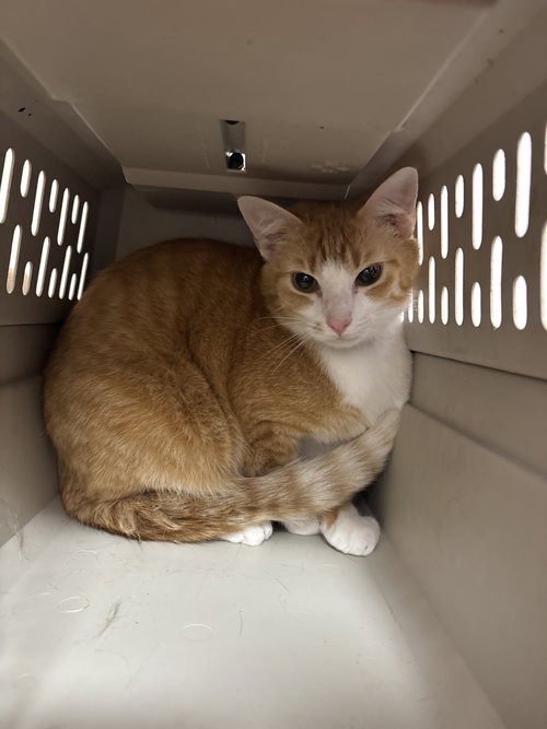 Pumkin., an adoptable Domestic Short Hair in White Bluff, TN